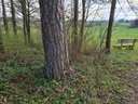 Baenkli-Foehre-Webpage-2-scaled.jpg