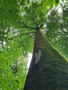 Mikado_5_1500px-rotated.jpg