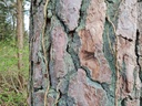 Baenkli-Foehre-Webpage-4-scaled.jpg
