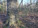 IMG-Drieselbuche-Website-3-scaled.jpg
