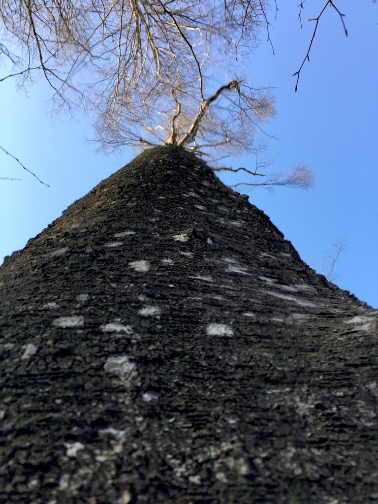 IMG_6063Strubelbirke-EG-scaled.jpg