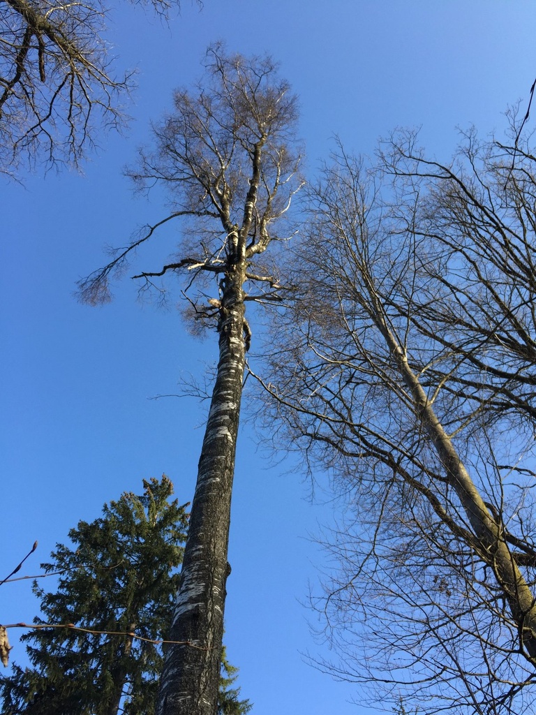 IMG_6066Strubelbirke-EG-scaled.jpg