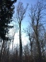 Strubelbirke1-EG-scaled.jpg