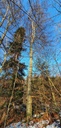 Tigerbuche-Webpage-861021.022-3-scaled.jpg