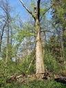 Ursinum-Buche-6-scaled.jpg