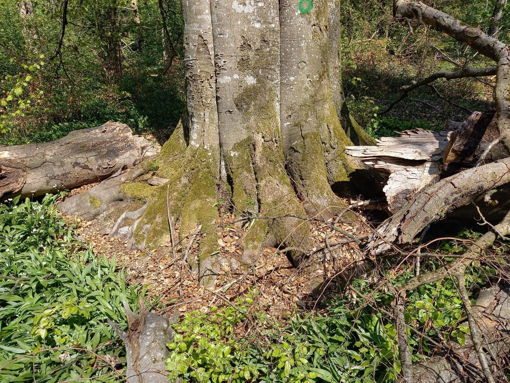 Ursinum-Buche-scaled.jpg