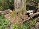 Ursinum-Buche-scaled.jpg