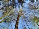 Drumlin-Eiche-3-scaled.jpg
