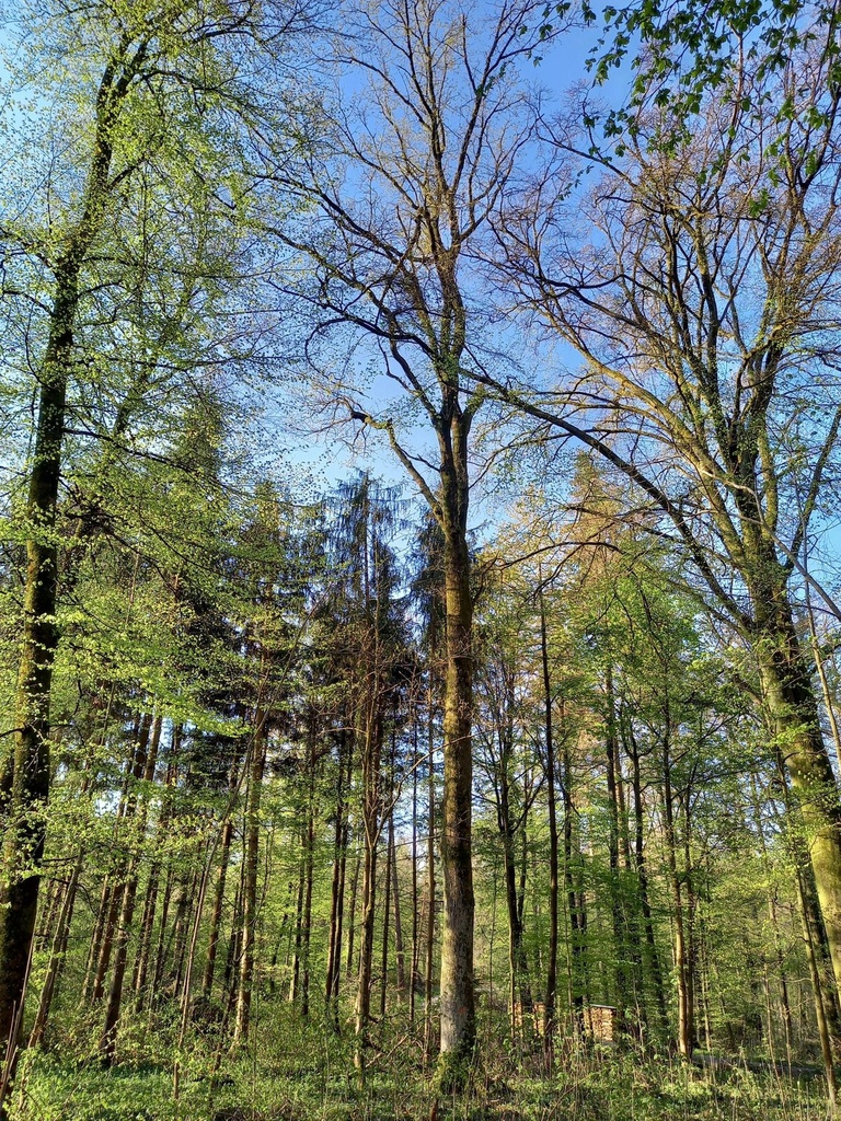 Drumlin-Eiche-4-scaled.jpg