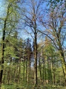 Drumlin-Eiche-4-scaled.jpg
