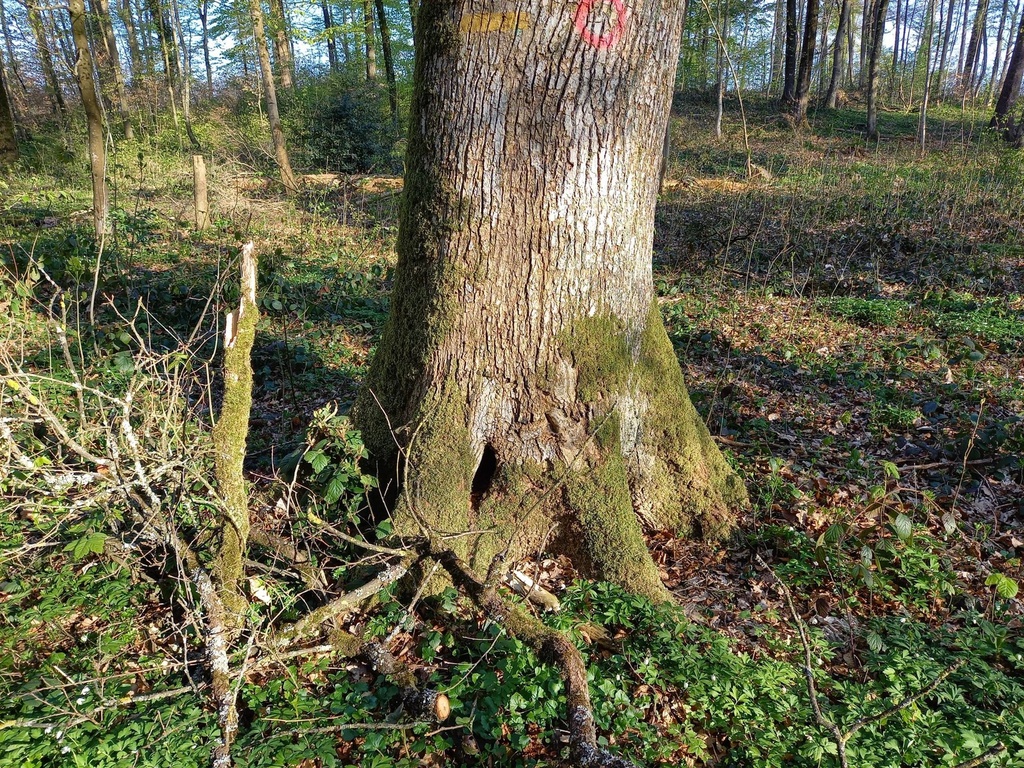 Drumlin-Eiche-scaled.jpg