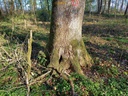 Drumlin-Eiche-scaled.jpg