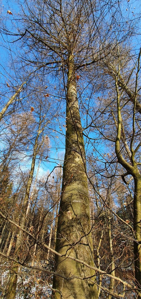 Blaeuling-Webpage-861021.016-3-scaled.jpg