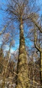 Blaeuling-Webpage-861021.016-3-scaled.jpg