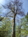 Platinum-Buche-6-scaled.jpg