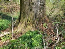 Platinum-Buche-scaled.jpg