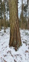 Webpage-Wulstlaerche-861021.013-3-scaled.jpg