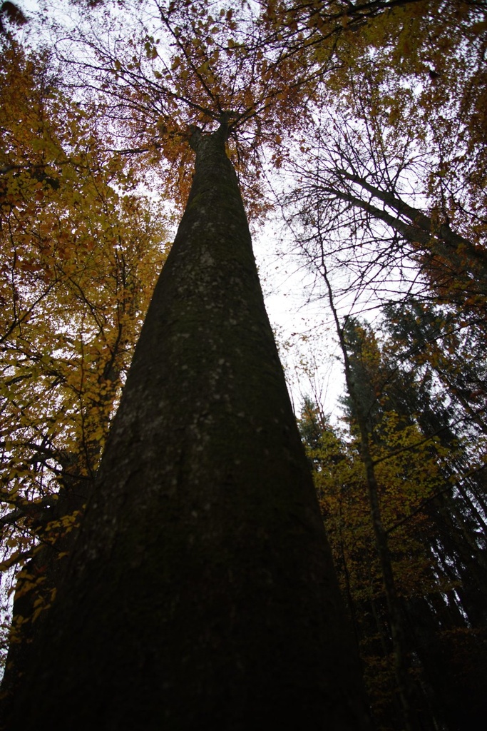 Rogerus-2-scaled.jpg