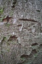 Rogerus-3-scaled.jpg