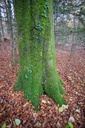 Ueli-Maurer-Buche-2-scaled.jpg