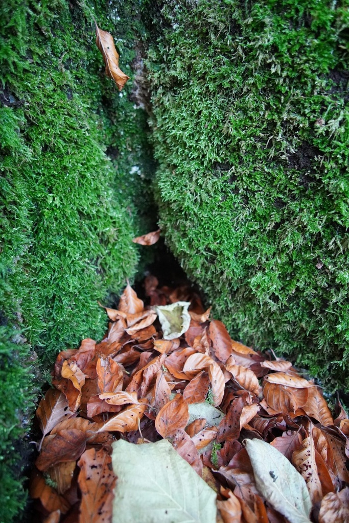 Ueli-Maurer-Buche-3-scaled.jpg