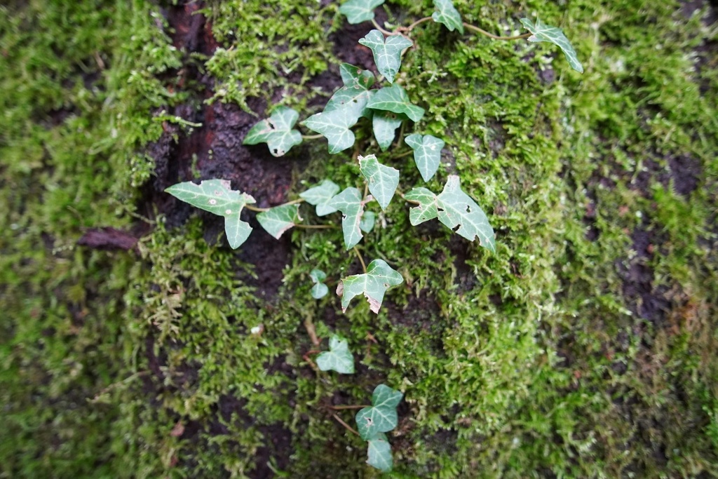 Ueli-Maurer-Buche-4-scaled.jpg