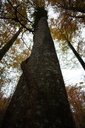 Efeu-Buche-2-scaled.jpg