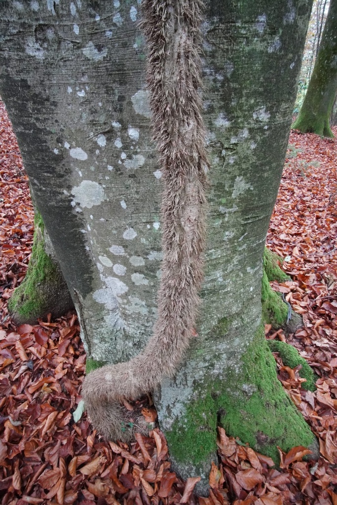 Efeu-Buche-3-scaled.jpg