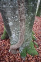 Efeu-Buche-3-scaled.jpg