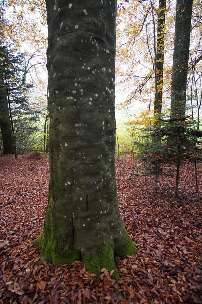 Wimmer-Buche-2-scaled.jpg