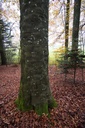 Wimmer-Buche-2-scaled.jpg