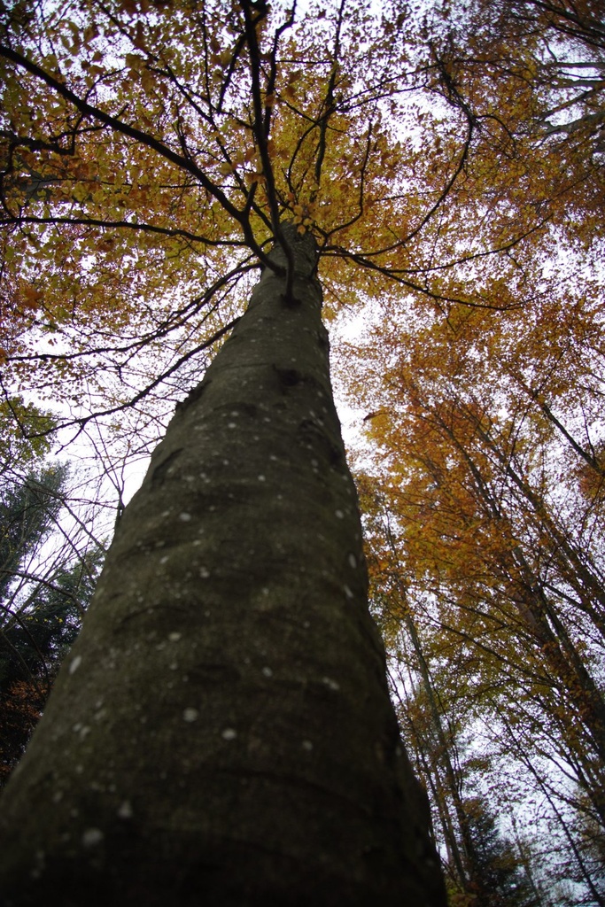 Wimmer-Buche-3-scaled.jpg
