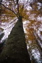 Wimmer-Buche-3-scaled.jpg