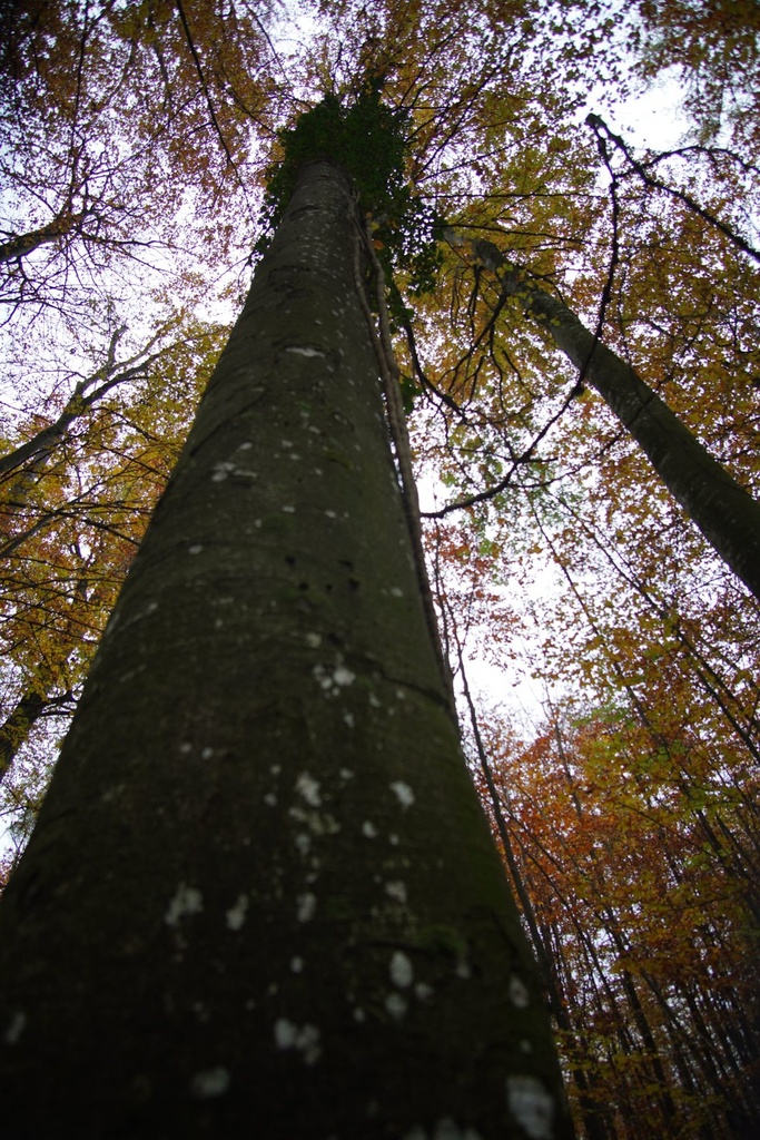 Efeu-Buche-5-scaled.jpg