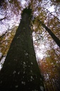 Efeu-Buche-5-scaled.jpg
