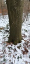 Knorrige-Buche-Webpage-860721.001-3-scaled.jpg