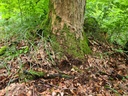 Moosbogen_2_1500px.jpg