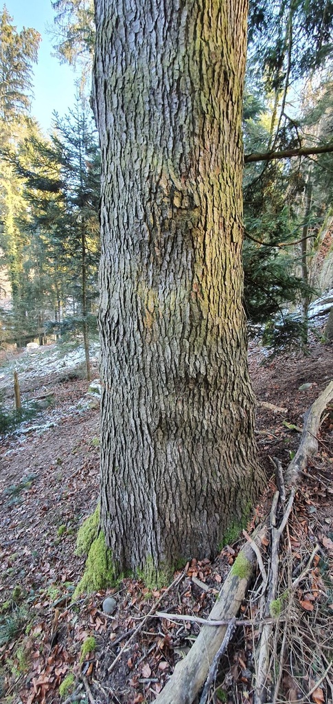Aabach-Tanne-Webpage-861021.023-3-scaled.jpg