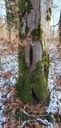 Verkrebste-Hoelenbuche-webpage-861021.021-2-scaled.jpg