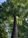 Harz-oder-Pilz-a-2_Easy-Resize.com_.jpg