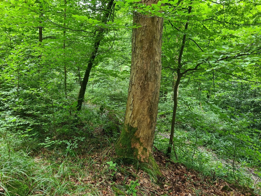 Moosbogen_4_1500px.jpg