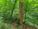 Moosbogen_4_1500px.jpg