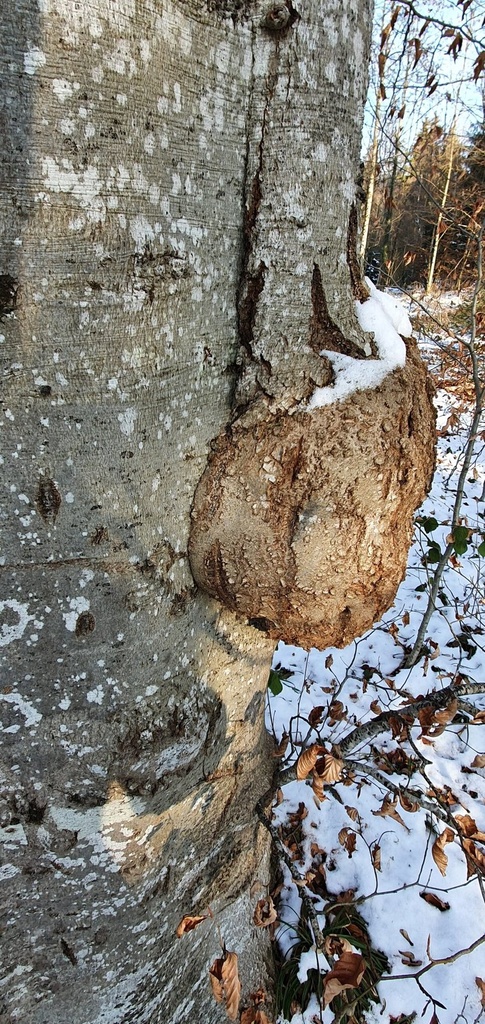 Verkrebste-Hoelenbuche-webpage-861021.021-4-scaled.jpg