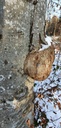 Verkrebste-Hoelenbuche-webpage-861021.021-4-scaled.jpg