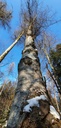 Webpage-Besenbuche-861021.017-4-scaled.jpg