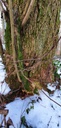 Elefantenohr-Webpage-861021.01-2-scaled.jpg