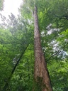 Moosbogen_5_1500px.jpg