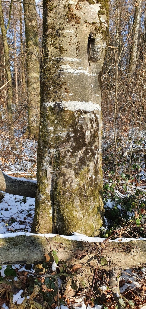 Webpage-Insektenbuche-861021.015-5-scaled.jpg