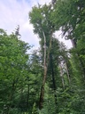 Moosbogen_6_1500px.jpg