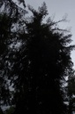Kopflostanne-3-scaled.jpg